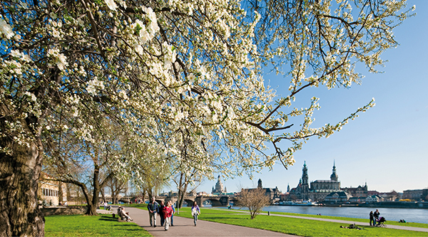 Elbe bank with flowering trees, in the background the silhouette of Dresden - Photo: Sylvio Dittrich, DMG