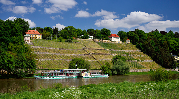 Historic paddle steamer on the Elbe, in the background vineyards - Photo: Frank Exß 