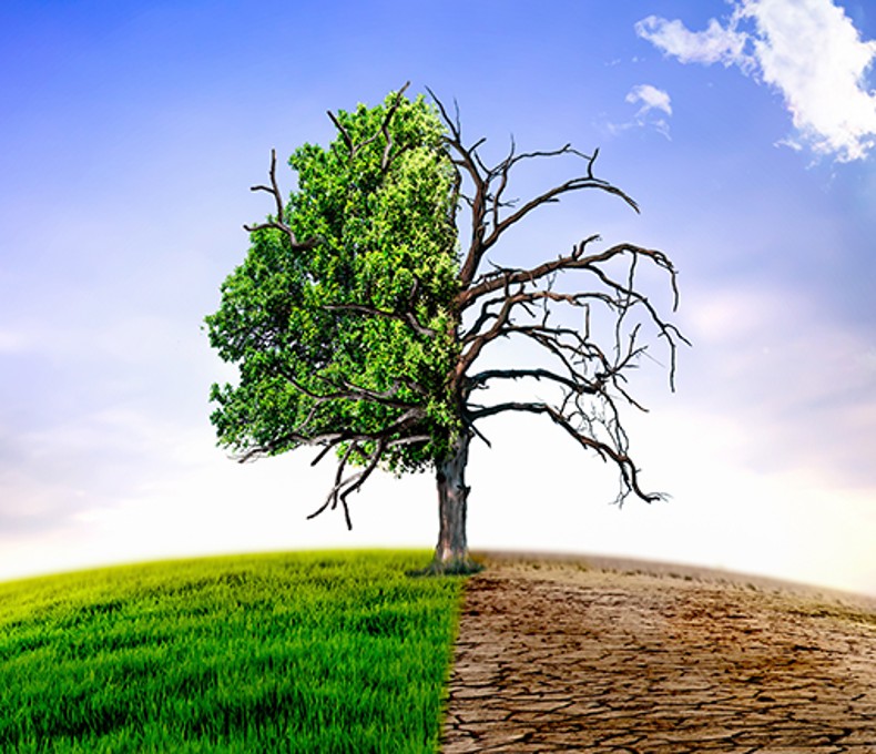 Bild eines Baumes, auf der linken Seite ist er gesund und grün, auf der rechten Seite abgestorben Bild eines Baumes, auf der linken Seite ist er gesund und grün, auf der rechten Seite abgestorben