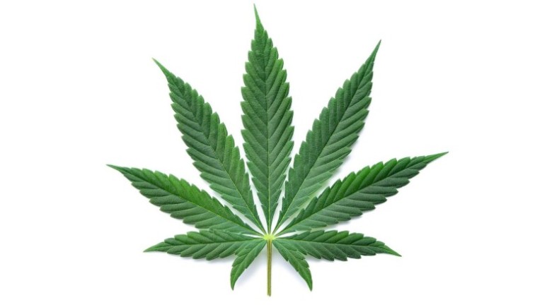 Ein Cannabisblatt Ein Cannabisblatt