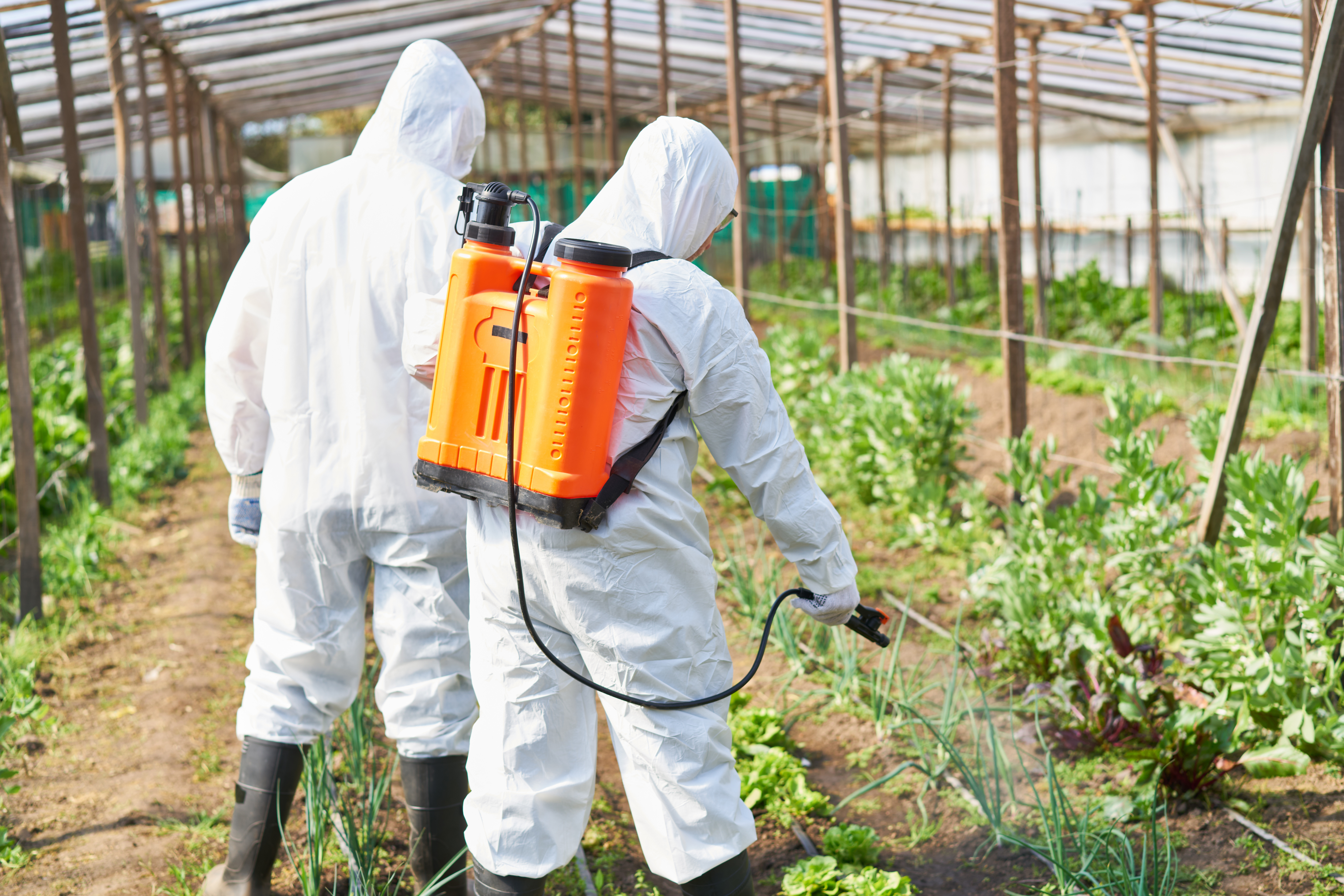 Zwei Personen in weißen Schutzanzügen bringen in einem Gewächshaus mit Sprühgeräten Pflanzenschutzmittel auf Pflanzen aus. (Bild: Robert Kneschke / stock.adobe.com)