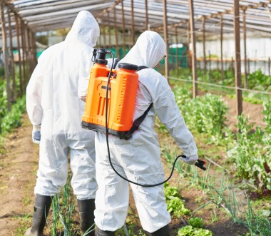 Zwei Personen in weißen Schutzanzügen bringen in einem Gewächshaus mit Sprühgeräten Pflanzenschutzmittel auf Pflanzen aus. (Bild: Robert Kneschke / stock.adobe.com)